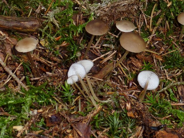 Strobilurus esculentus, Fichtenzapfen-Rübling